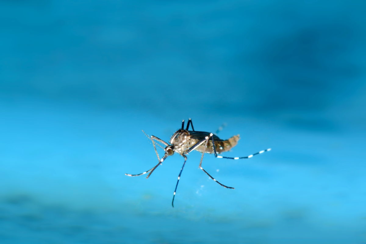 みたい な 虫 蚊 冬なのに蚊のような虫が大量発生して困っています。