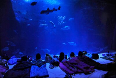 夏休み！親子で楽しむなら水族館にお泊りで楽しく学ぼう！