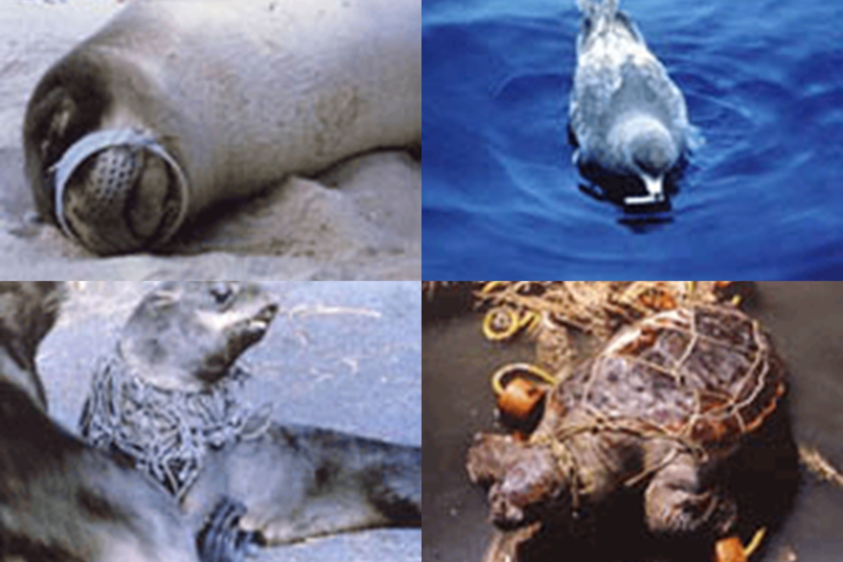 動物被害 海のゴミ 環境問題