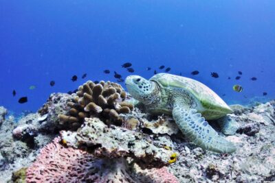 ウミガメ産卵地の保全から海と人間の共存を考えよう！