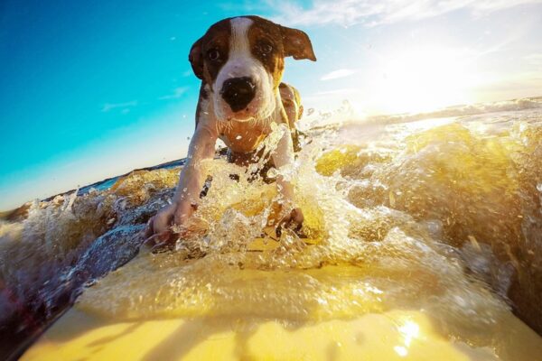 ドッグサーフィンから見える犬と人の関係性！