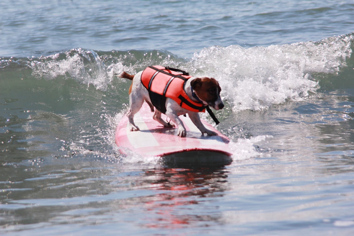 ドッグサーフィンから見える犬と人の関係性 Greenfield グリーンフィールド アウトドア スポーツ