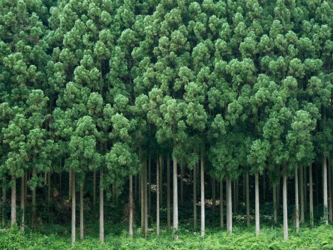 国土の7割が森林♪日本の森をよみがえらせる為に重要な「林業」のお仕事とは！？
