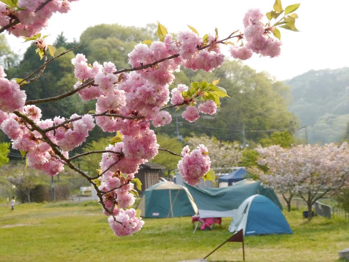 お花見キャンプ　関東