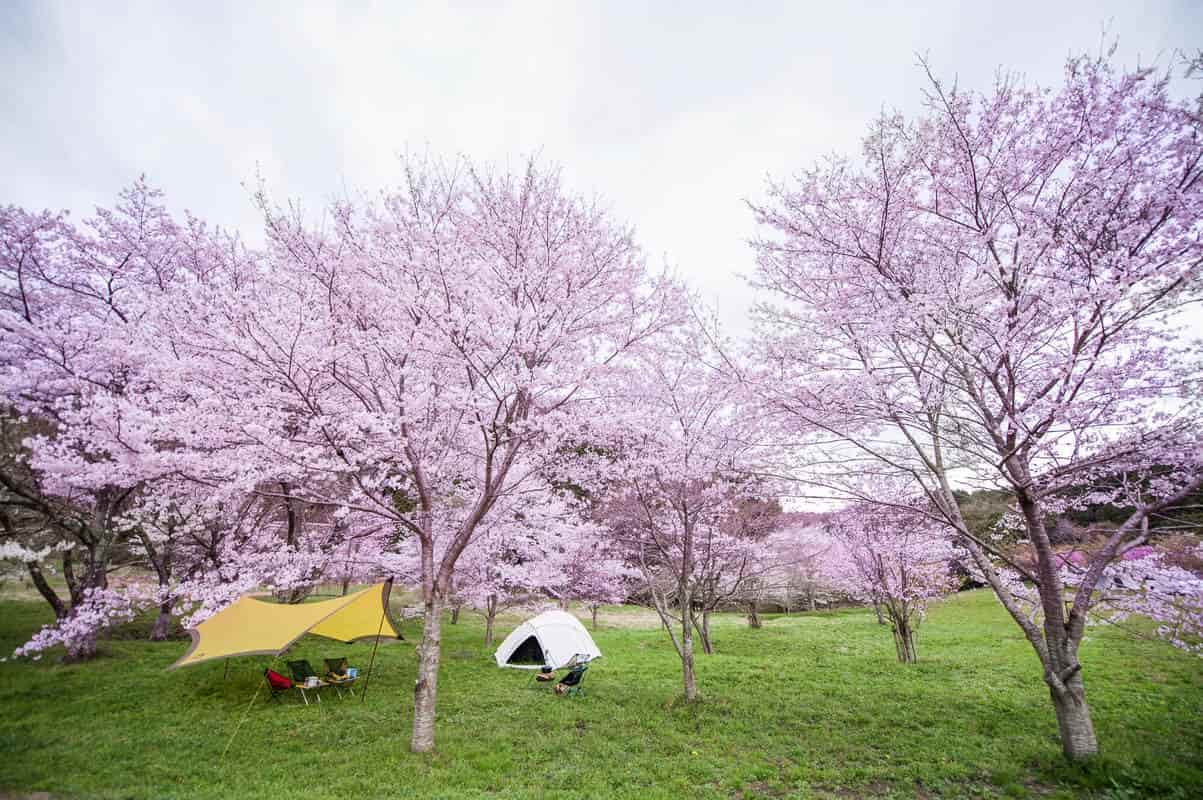 お花見キャンプ　関西