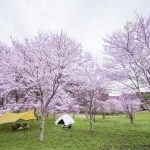 お花見キャンプしよう♪綺麗な桜を堪能できるおすすめキャンプ場〜関東編