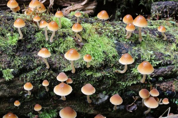 「きのこアドバイザー」という資格をご存じですか？取得の難易度なども探ってみました