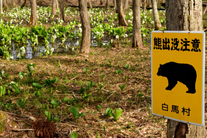 【熊注意】渓流釣りで熊に出遭わないようにするための心構え&熊対策グッズ