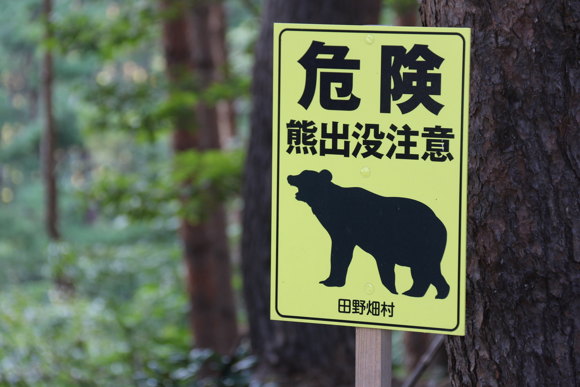 アウトドアで遭遇する危険生物とは？キャンプやハイキングにおける要注意動物対処法