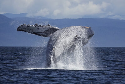 クジラ遭遇率は100％！？冬の沖縄ケラマ諸島でホエールウォッチング！