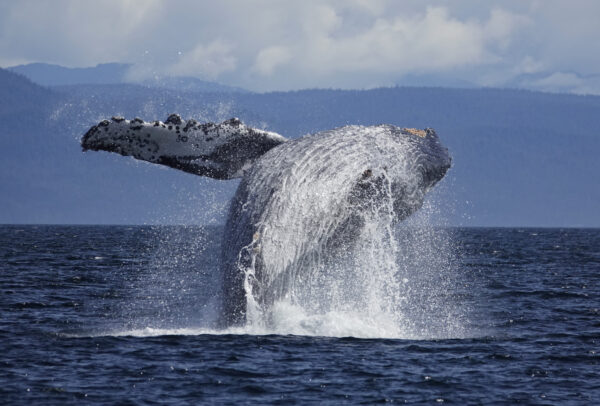 クジラ遭遇率は100％！？冬の沖縄ケラマ諸島でホエールウォッチング！