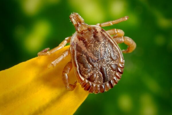 キャンプ場で気をつけるべき危険生物！どう対処法する？