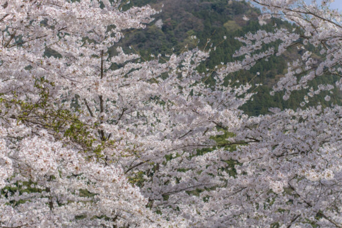 【2024年関西編】春登山は花がきれいな山へ行こう！［初心者向け］