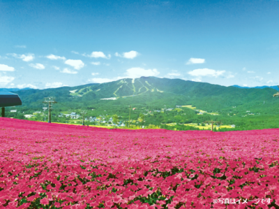 ひるがの高原に新名所！日本最大級4万株の桃色吐息が咲き誇る！ 岐阜県『ひるがのピクニックガーデン』がオープン