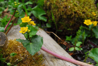 開園86周年を迎える六甲高山植物園、昭和天皇に献上された花「エンコウソウ」が見頃