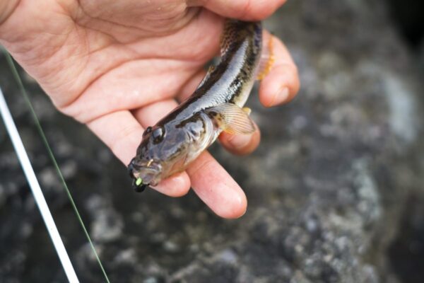 夏枯れ知らずのハゼ狙い！ハゼ釣りの仕掛けを釣り方にあわせて徹底解説