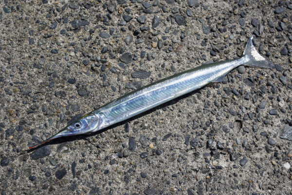 家族で釣っておいしく食べよう！サヨリ釣りの仕掛けと数を釣るコツは？