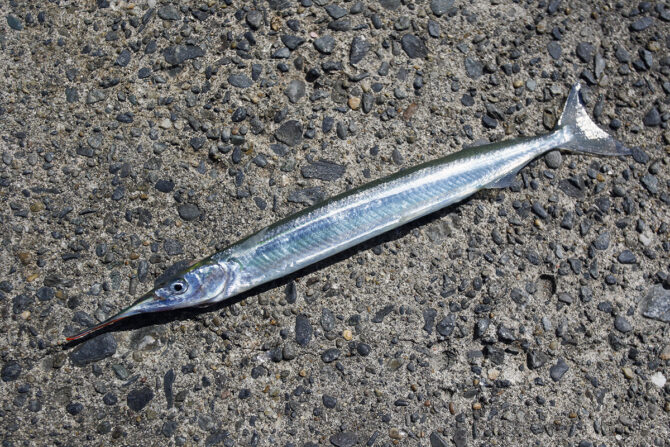 家族で釣っておいしく食べよう！サヨリ釣りの仕掛けと数を釣るコツは？