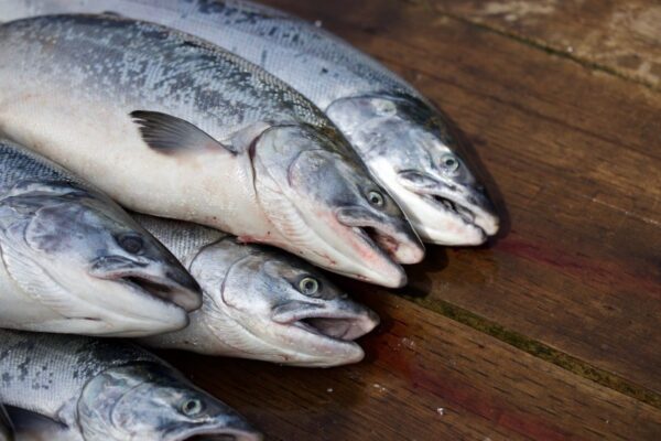 秋の味覚を釣って味わおう！鮭釣りの基礎知識と注意すべき禁止事項をご紹介
