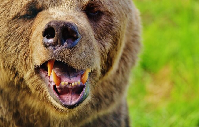 ヒグマに出会ってしまったら？過去のデータから読み解くヒグマへの対処法