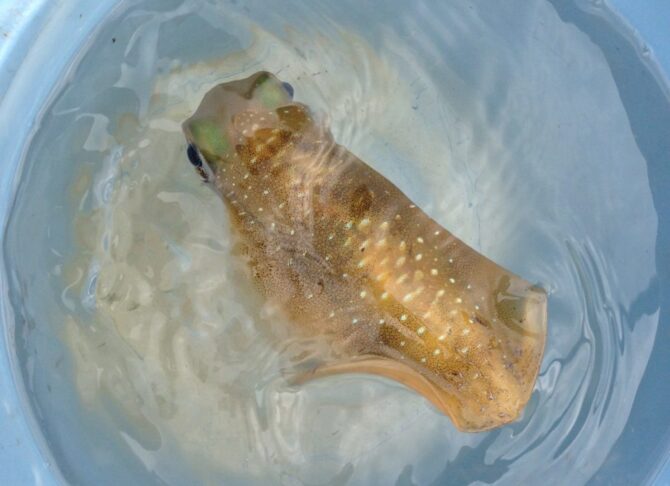 アオリイカの乗りが抜群！アオリイカのウキ釣り（泳がせ釣り）とは