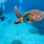 【保存版】沖縄ダイビングまとめ！ケラマ諸島のダイビングポイント15選