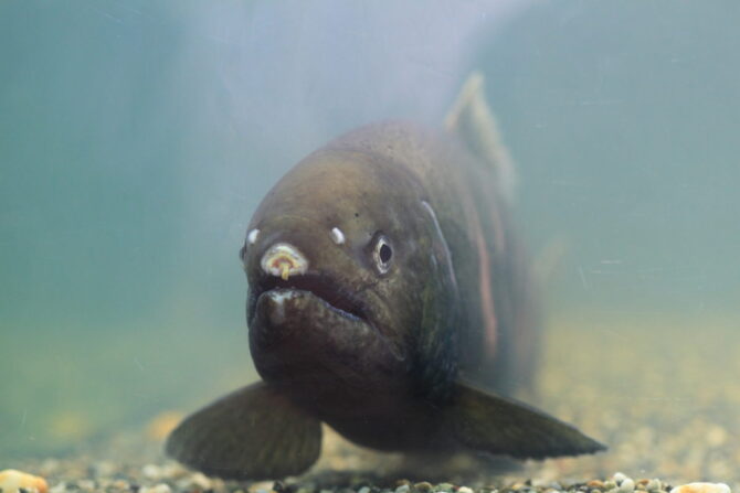 琵琶湖でのビワマス釣りのコツとルールについて解説