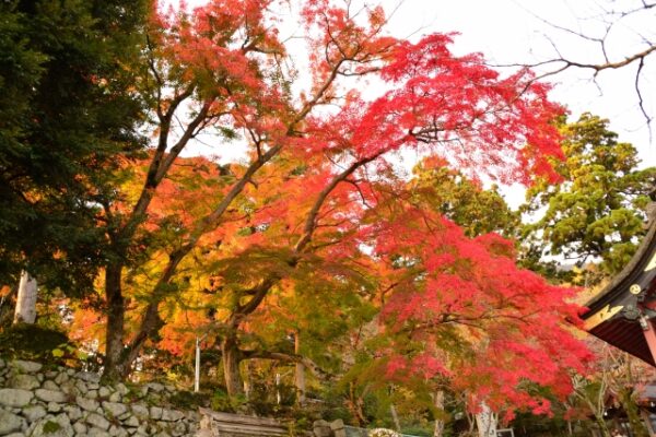 【2023年】人気度は県内一との呼び名も高い筑波山の紅葉スポット