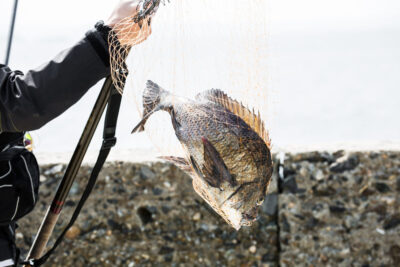 クロダイ釣りの伝統釣法！ヘチ釣りでの釣り方やヘチ釣りタックルを徹底解説