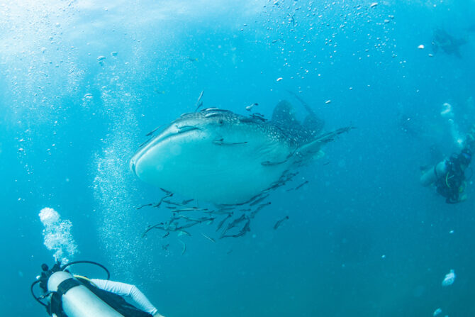 タオ島のダイビングが熱い！タイの海にハマるダイバーが続出中