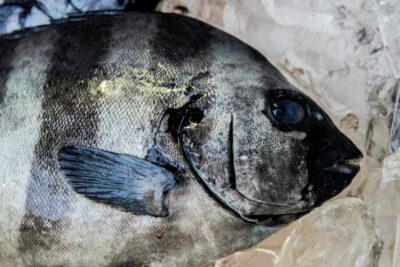 磯の王者石鯛を釣ろう！石鯛を釣り上げる方法や必要なタックルを徹底解説