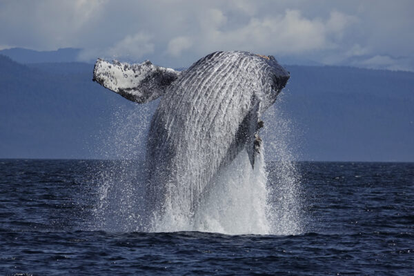 ザトウクジラに会いたい！冬のホエールウォッチングに出かけよう