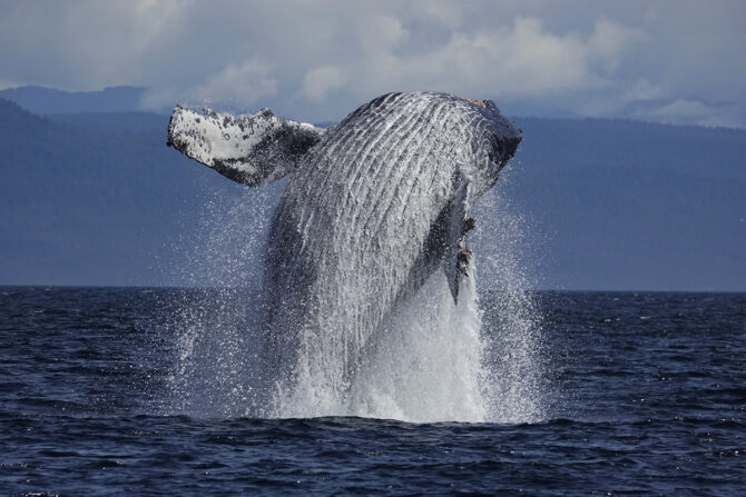 ザトウクジラに会いたい！冬のホエールウォッチングに出かけよう