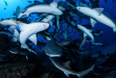 千葉の海でサメが乱舞するダイビング！伊戸シャークスクランブルが大人気