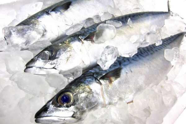釣った魚は血抜きが必須！適切な血抜きの方法を覚えよう！【海釣り編】