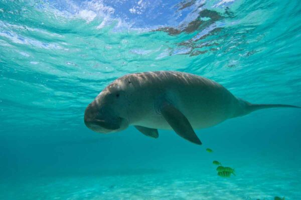 野生のジュゴンに逢える夢のリゾート！フィリピンの秘境ブスアンガ島
