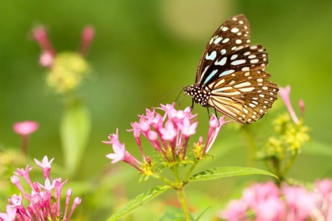 春キャンプはいつからできる？春キャンプの楽しみ方と注意点も解説します！