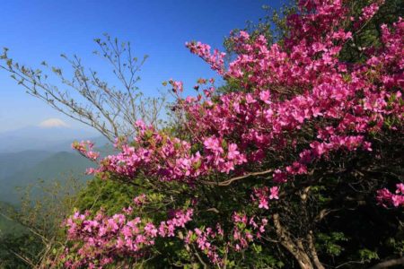 【2022関東編】春登山は花がきれいな山へ行こう！初心者でも楽しめる山