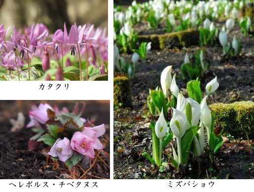 六甲山フィールド・アスレチック、六甲高山植物園、六甲ガーデンテラス、六甲オルゴールミュージアム