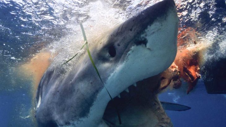 ダイビング中の危険なサメの見分け方と対処方法 Greenfield グリーンフィールド アウトドア スポーツ