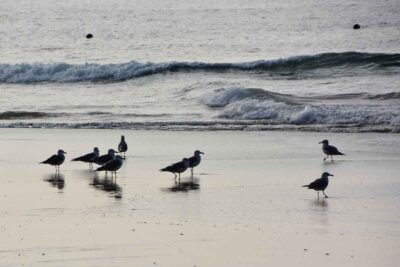 人体に影響なし？ダイバーが考える海洋生物とマイクロプラスチック