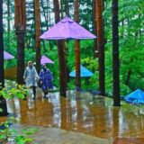 星のや富士、雨グランピング 開催「梅雨の森を楽しむ新しいスタイル」