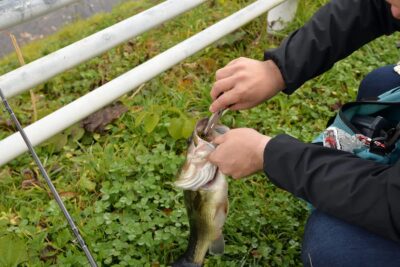 夏の川バス釣り爆釣パターンを伝授！おすすめルアーとハマるエリアの解説付き