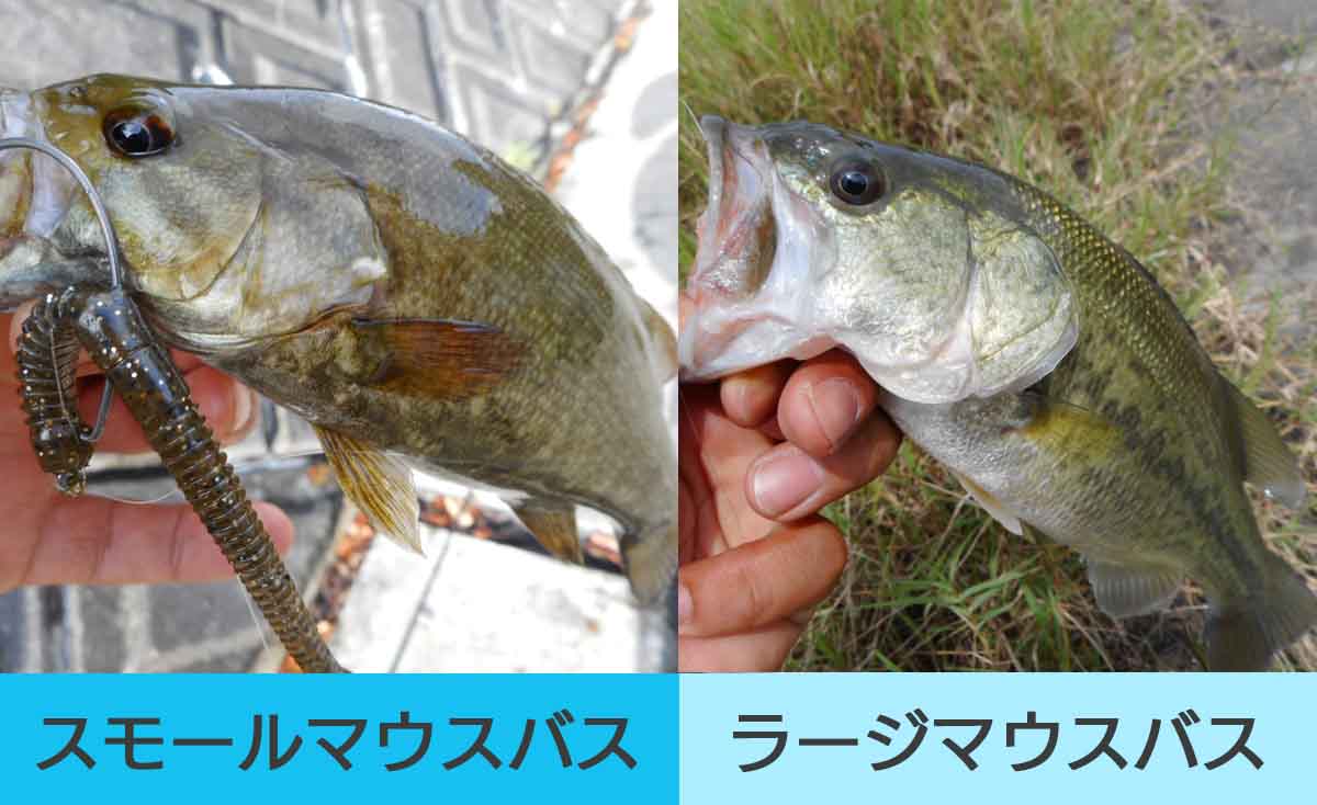 関東3大フィールド スモールマウスバス釣りの釣り方と探し方 Greenfield グリーンフィールド アウトドア スポーツ