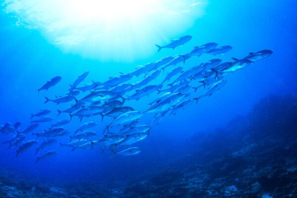 知っておきたい海の気象　第2章「海流・潮流」を知る（知識基礎篇①）