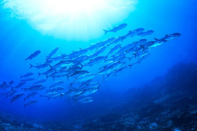 知っておきたい海の気象　第2章「海流・潮流」を知る（知識基礎篇①）