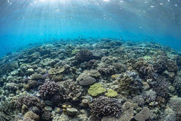 GoToトラベルでダイビングに行こう！今もサンゴが隆起している喜界島