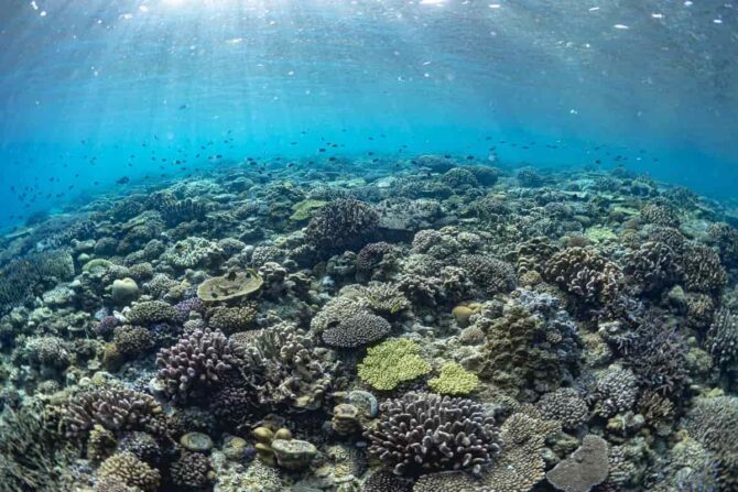 GoToトラベルでダイビングに行こう！今もサンゴが隆起している喜界島