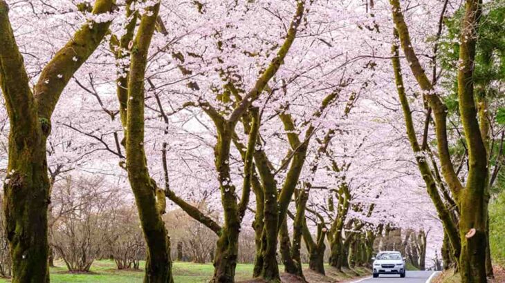 【2022年桜の名所】満開の桜の下でドライブを！お花見ドライブスポットを紹介