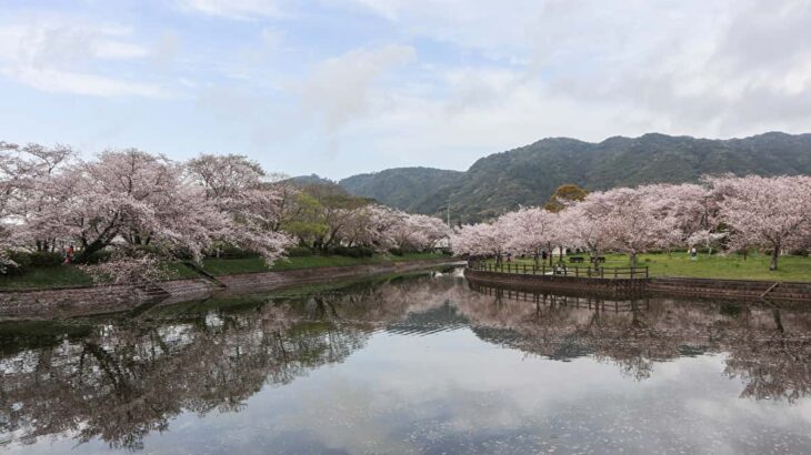 【2022年 お花見キャンプ 九州編】自慢の桜をたっぷり味わえるおすすめキャンプ場